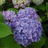 Hydrangea Endless Summer #3 - Image 2